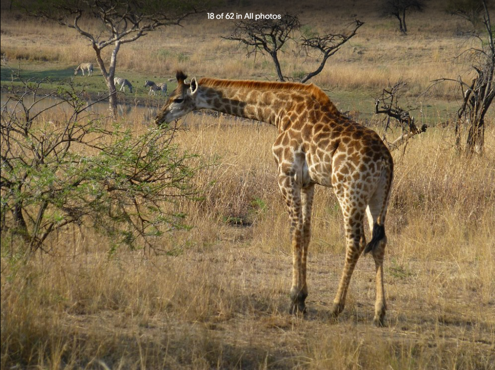 Game viewing