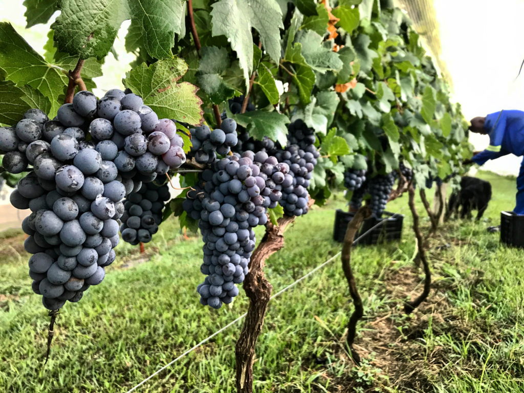 Wine Tasting